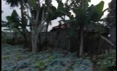 Tanah Kebun Murah Udara Sejuk View Gunung di Cisarua Bandung Barat