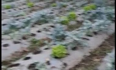 Tanah Kebun Murah Udara Sejuk View Gunung di Cisarua Bandung Barat