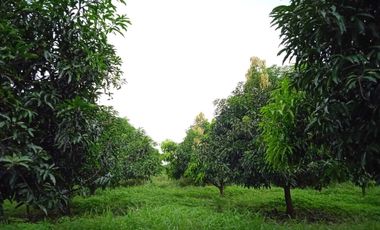 Huerta de mango manila en producción en San Marcos, Guerrero.