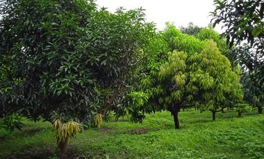 Huerta de mango manila en producción en San Marcos, Guerrero.