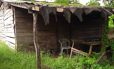Huerta de mango manila en producción en San Marcos, Guerrero.