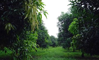 Huerta de mango manila en producción en San Marcos, Guerrero.