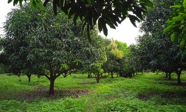 Huerta de mango manila en producción en San Marcos, Guerrero.