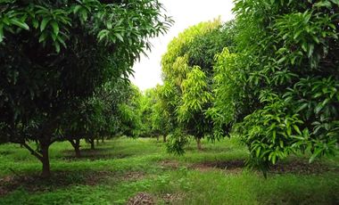 Huerta de mango manila en producción en San Marcos, Guerrero.