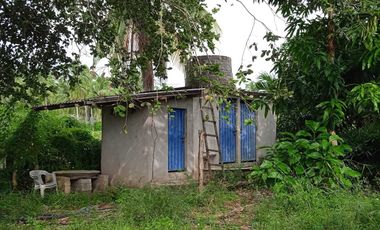 Huerta de mango manila en producción en San Marcos, Guerrero.