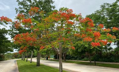 Terreno en venta entrega inmediata en Cabo Norte, Mérida
