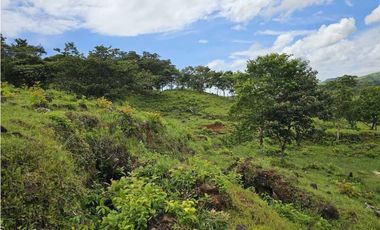 Se Vende Finca de 79 Hectáreas en Veraguas