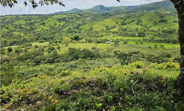 Se Vende Finca de 79 Hectáreas en Veraguas