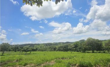 Se Vende Finca de 79 Hectáreas en Veraguas