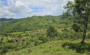 Se Vende Finca de 79 Hectáreas en Veraguas