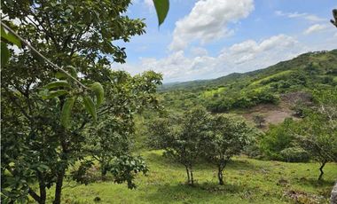 Se Vende Finca de 79 Hectáreas en Veraguas