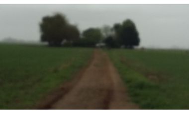 VENDO O PERMUTO 40 HECTAREAS DE CAMPO UNICAS EN BALCARCE