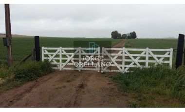 VENDO O PERMUTO 40 HECTAREAS DE CAMPO UNICAS EN BALCARCE