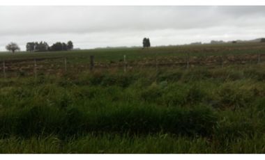 VENDO O PERMUTO 40 HECTAREAS DE CAMPO UNICAS EN BALCARCE