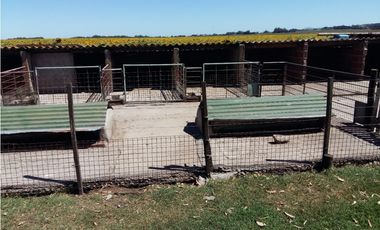 VENDO O PERMUTO 40 HECTAREAS DE CAMPO UNICAS EN BALCARCE
