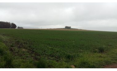VENDO O PERMUTO 40 HECTAREAS DE CAMPO UNICAS EN BALCARCE