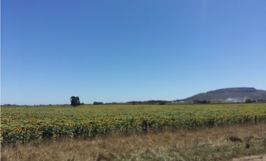 VENDO O PERMUTO 40 HECTAREAS DE CAMPO UNICAS EN BALCARCE