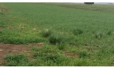 VENDO O PERMUTO 40 HECTAREAS DE CAMPO UNICAS EN BALCARCE
