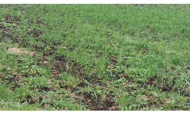 VENDO O PERMUTO 40 HECTAREAS DE CAMPO UNICAS EN BALCARCE