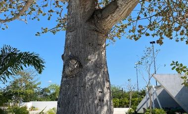 Terrenos desde 408 m² en desarrollo con amenidades al norte de Mérida