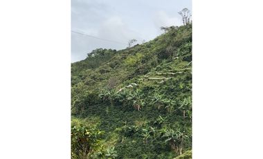 VENTA FINCA CASTILLA PCORA 32 HECTREAS | FINCA PRODUCTIVA EN VENTA