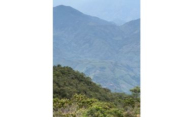 VENTA FINCA CASTILLA PCORA 32 HECTREAS | FINCA PRODUCTIVA EN VENTA