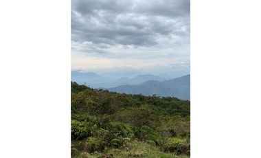 VENTA FINCA CASTILLA PCORA 32 HECTREAS | FINCA PRODUCTIVA EN VENTA