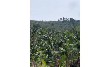 VENTA FINCA CASTILLA PCORA 32 HECTREAS | FINCA PRODUCTIVA EN VENTA