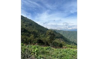 VENTA FINCA CASTILLA PCORA 32 HECTREAS | FINCA PRODUCTIVA EN VENTA