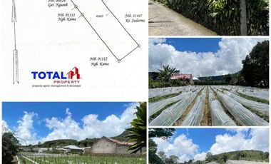 Dijual Tanah 24,6 are STRATEGIS Lingkungan Sejuk dan Asri Hrg 100 Jtan/are di Pancasari, Bedugul, Buleleng