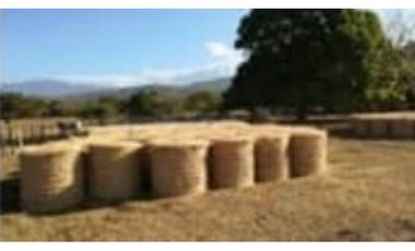 VENDO FINCA CON GANADO