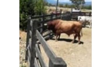 VENDO FINCA CON GANADO