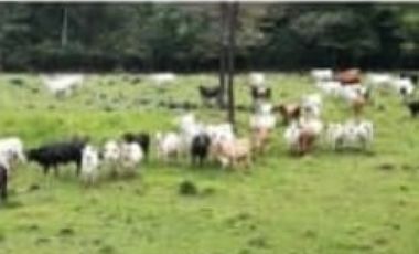 VENDO FINCA CON GANADO