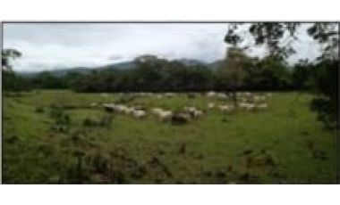 VENDO FINCA CON GANADO