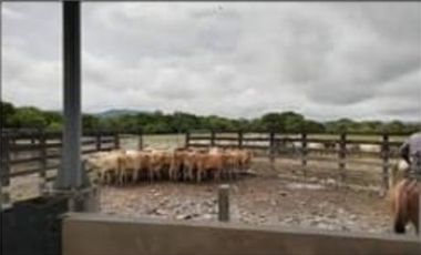 VENDO FINCA CON GANADO