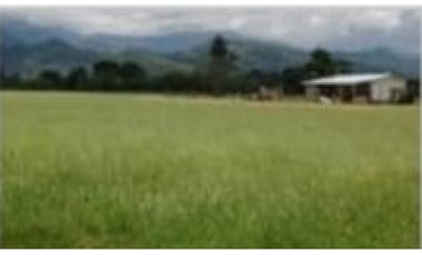 VENDO FINCA CON GANADO