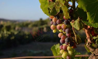 TERRENO EN VENTA EN SAN MIGUEL DE ALLENDE DENTRO DE DESARROLLO VINÍCOLA Y ECUESTRE  A PRECIO DE PREVENTA