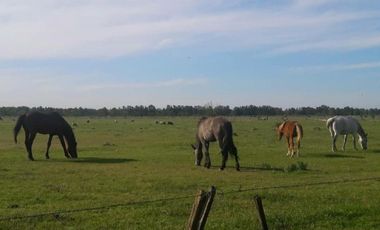 VENTA HECTAREAS DOMSELAAR