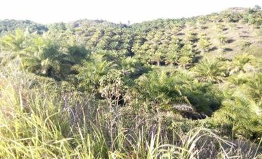 Overlooking lot for sale 13 hectares clean title Rizal Talibon Bohol Philippines