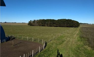 VENTA DE 340 HECTAREAS DE CAMPO MIXTO EN CORONEL VIDAL