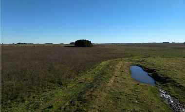 VENTA DE 340 HECTAREAS DE CAMPO MIXTO EN CORONEL VIDAL