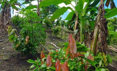 SE VENDE QUINTA PRODUCTIVA