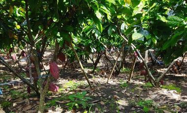 SE VENDE QUINTA PRODUCTIVA