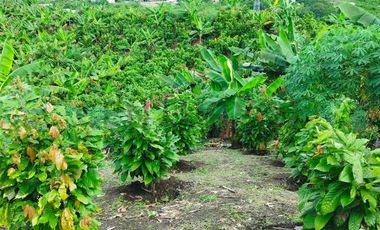 SE VENDE QUINTA PRODUCTIVA