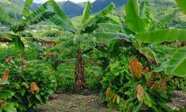 SE VENDE QUINTA PRODUCTIVA