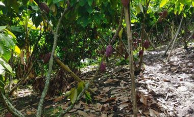 SE VENDE QUINTA PRODUCTIVA