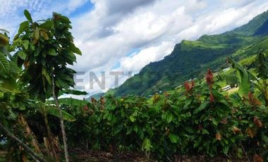 SE VENDE QUINTA PRODUCTIVA