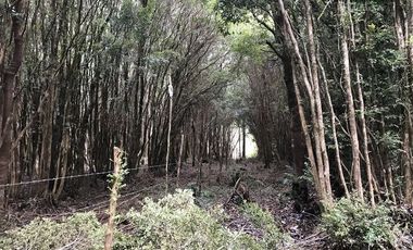 Parcela en Venta en Parcelas en Sector Piedra Azul Alto