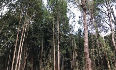 Parcela en Venta en Parcelas en Sector Piedra Azul Alto