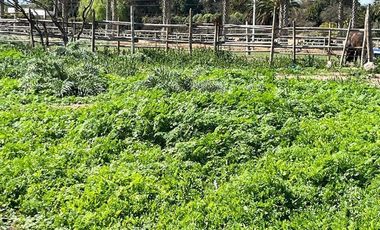Parcela en venta en Melipilla